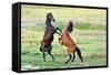 Fight of Horses-mady70-Framed Stretched Canvas