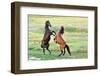 Fight of Horses-mady70-Framed Photographic Print