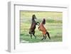 Fight of Horses-mady70-Framed Photographic Print