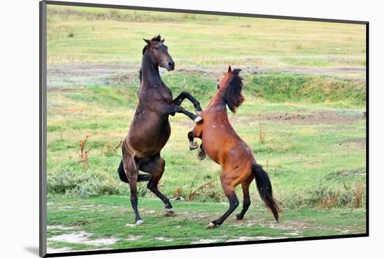 Fight of Horses-mady70-Mounted Photographic Print