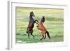 Fight of Horses-mady70-Framed Photographic Print