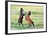Fight of Horses-mady70-Framed Photographic Print