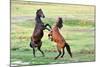 Fight of Horses-mady70-Mounted Photographic Print