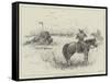 Fight with a Buffalo in South Africa-Henry Charles Seppings Wright-Framed Stretched Canvas