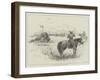 Fight with a Buffalo in South Africa-Henry Charles Seppings Wright-Framed Giclee Print