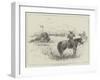 Fight with a Buffalo in South Africa-Henry Charles Seppings Wright-Framed Giclee Print