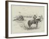 Fight with a Buffalo in South Africa-Henry Charles Seppings Wright-Framed Giclee Print