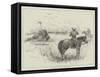Fight with a Buffalo in South Africa-Henry Charles Seppings Wright-Framed Stretched Canvas