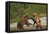 Fighting Brown Bears, Katmai National Park, Alaska-Paul Souders-Framed Stretched Canvas