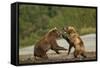 Fighting Brown Bears, Katmai National Park, Alaska-Paul Souders-Framed Stretched Canvas