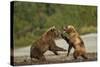 Fighting Brown Bears, Katmai National Park, Alaska-Paul Souders-Stretched Canvas