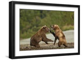 Fighting Brown Bears, Katmai National Park, Alaska-Paul Souders-Framed Premium Photographic Print