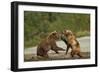 Fighting Brown Bears, Katmai National Park, Alaska-Paul Souders-Framed Premium Photographic Print