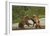 Fighting Brown Bears, Katmai National Park, Alaska-Paul Souders-Framed Premium Photographic Print