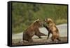 Fighting Brown Bears, Katmai National Park, Alaska-Paul Souders-Framed Stretched Canvas