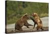 Fighting Brown Bears, Katmai National Park, Alaska-Paul Souders-Stretched Canvas