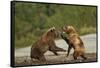 Fighting Brown Bears, Katmai National Park, Alaska-Paul Souders-Framed Stretched Canvas