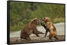 Fighting Brown Bears, Katmai National Park, Alaska-Paul Souders-Framed Stretched Canvas