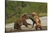 Fighting Brown Bears, Katmai National Park, Alaska-Paul Souders-Stretched Canvas