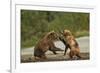 Fighting Brown Bears, Katmai National Park, Alaska-Paul Souders-Framed Photographic Print