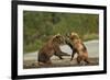 Fighting Brown Bears, Katmai National Park, Alaska-Paul Souders-Framed Photographic Print