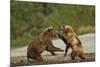 Fighting Brown Bears, Katmai National Park, Alaska-Paul Souders-Mounted Photographic Print