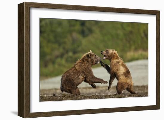 Fighting Brown Bears, Katmai National Park, Alaska-Paul Souders-Framed Photographic Print