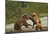 Fighting Brown Bears, Katmai National Park, Alaska-Paul Souders-Mounted Photographic Print