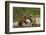 Fighting Brown Bears, Katmai National Park, Alaska-Paul Souders-Framed Photographic Print