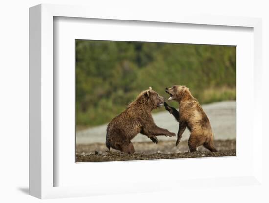 Fighting Brown Bears, Katmai National Park, Alaska-Paul Souders-Framed Photographic Print
