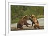 Fighting Brown Bears, Katmai National Park, Alaska-Paul Souders-Framed Photographic Print