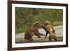 Fighting Brown Bears, Katmai National Park, Alaska-Paul Souders-Framed Photographic Print