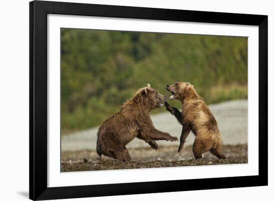 Fighting Brown Bears, Katmai National Park, Alaska-Paul Souders-Framed Photographic Print