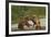 Fighting Brown Bears, Katmai National Park, Alaska-Paul Souders-Framed Photographic Print