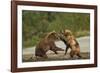 Fighting Brown Bears, Katmai National Park, Alaska-Paul Souders-Framed Photographic Print