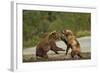 Fighting Brown Bears, Katmai National Park, Alaska-Paul Souders-Framed Photographic Print