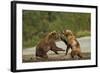 Fighting Brown Bears, Katmai National Park, Alaska-Paul Souders-Framed Photographic Print