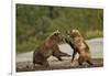 Fighting Brown Bears, Katmai National Park, Alaska-Paul Souders-Framed Photographic Print