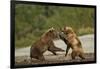 Fighting Brown Bears, Katmai National Park, Alaska-Paul Souders-Framed Photographic Print