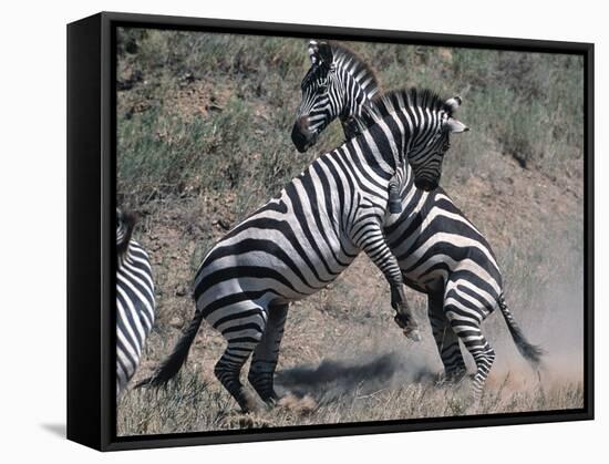 Fighting Burchell's Zebra, Serengeti, Tanzania-Dee Ann Pederson-Framed Stretched Canvas