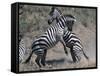 Fighting Burchell's Zebra, Serengeti, Tanzania-Dee Ann Pederson-Framed Stretched Canvas