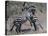 Fighting Burchell's Zebra, Serengeti, Tanzania-Dee Ann Pederson-Stretched Canvas