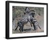 Fighting Burchell's Zebra, Serengeti, Tanzania-Dee Ann Pederson-Framed Photographic Print