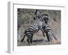 Fighting Burchell's Zebra, Serengeti, Tanzania-Dee Ann Pederson-Framed Photographic Print