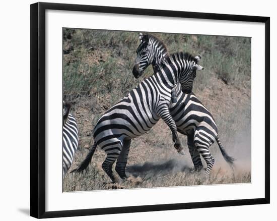 Fighting Burchell's Zebra, Serengeti, Tanzania-Dee Ann Pederson-Framed Photographic Print
