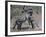 Fighting Burchell's Zebra, Serengeti, Tanzania-Dee Ann Pederson-Framed Photographic Print