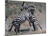 Fighting Burchell's Zebra, Serengeti, Tanzania-Dee Ann Pederson-Mounted Photographic Print