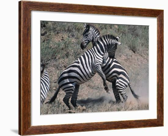 Fighting Burchell's Zebra, Serengeti, Tanzania-Dee Ann Pederson-Framed Photographic Print