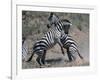 Fighting Burchell's Zebra, Serengeti, Tanzania-Dee Ann Pederson-Framed Photographic Print