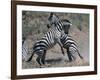 Fighting Burchell's Zebra, Serengeti, Tanzania-Dee Ann Pederson-Framed Photographic Print